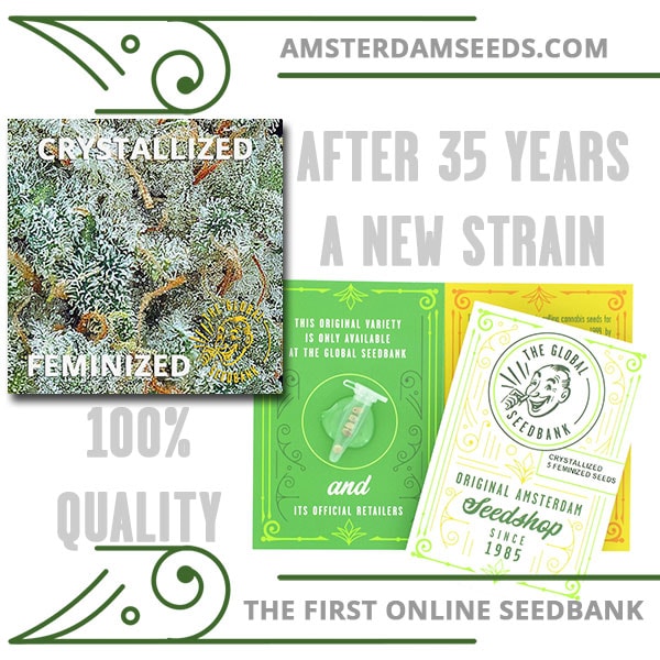 buy Crystallized Female Seeds